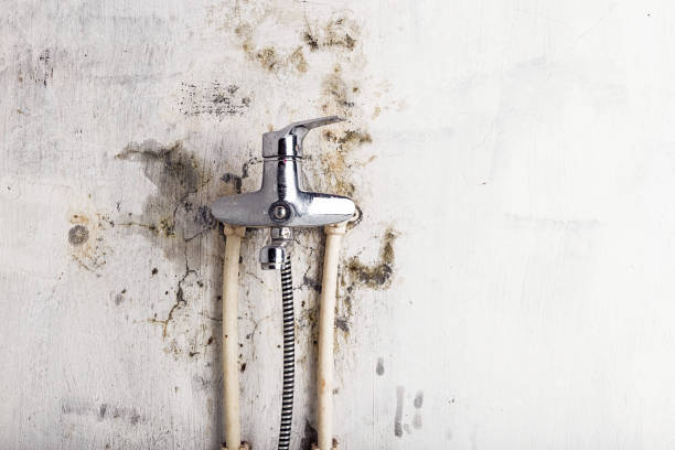 Best Residential Mold Removal  in South Park, WY