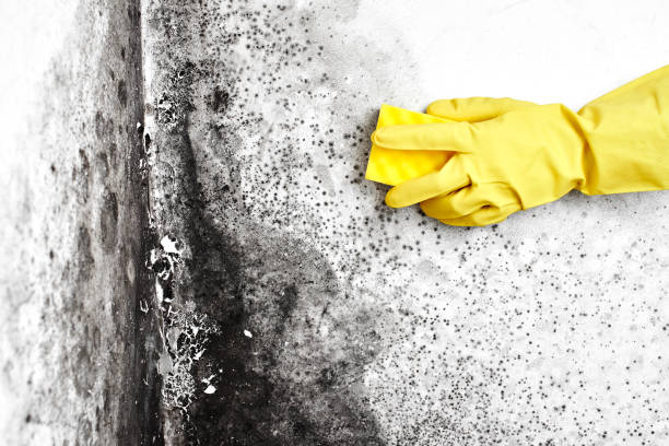 Best Certified Mold Removal  in South Park, WY
