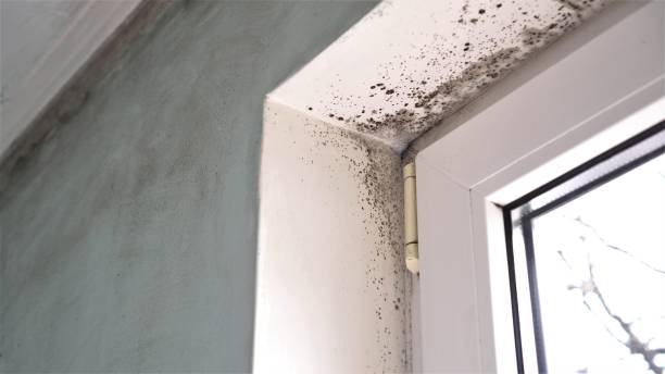 Professional Mold Removal in South Park, WY
