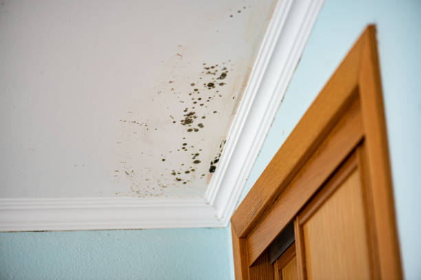 Best Water Damage Restoration  in South Park, WY