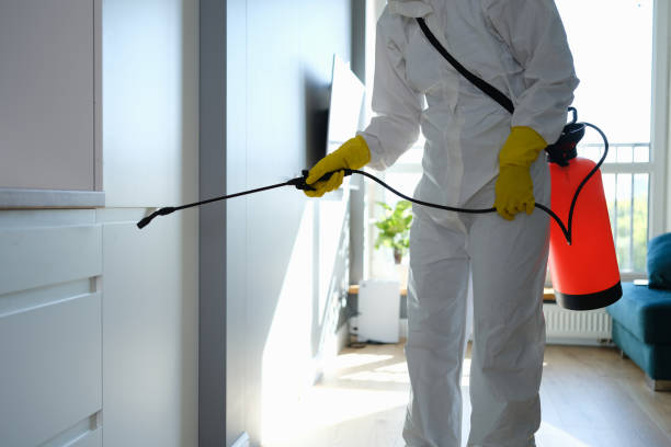 Best Best Mold Removal Companies  in South Park, WY