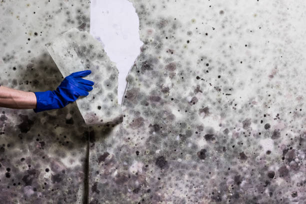 Best Home Mold Removal  in South Park, WY