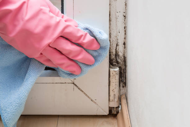 Best Local Mold Removal Service  in South Park, WY