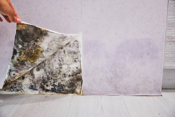Best Mold Removal Process  in South Park, WY